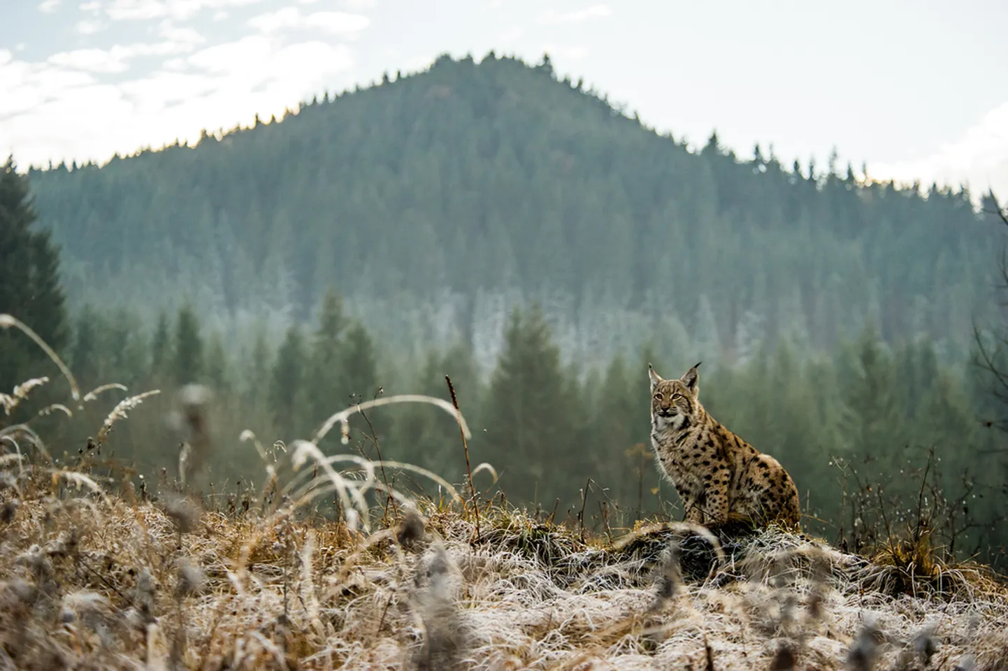 Ilves