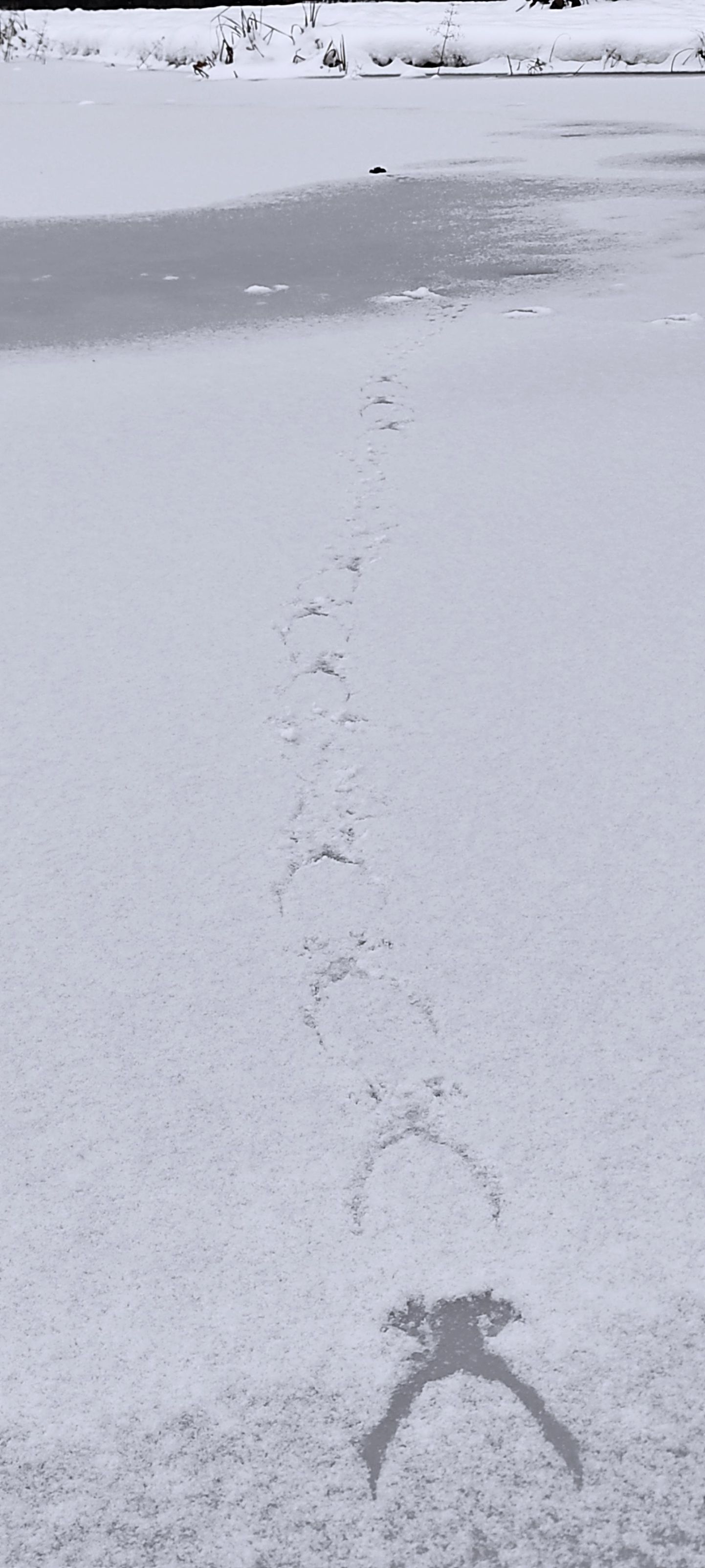 Kui muidu võib lumel näha jälgi ikka käppadest või jalgadest, siis konn jätab jälje tervest kerest.