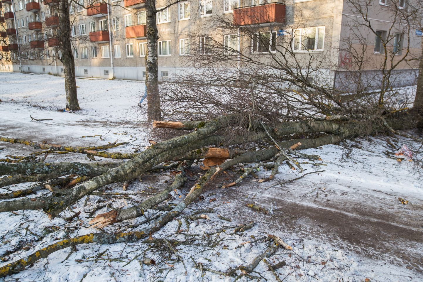 Päästjatel tuli eemaldada lume raskuse all teele vajunud puid. Foto on illustreeriv.