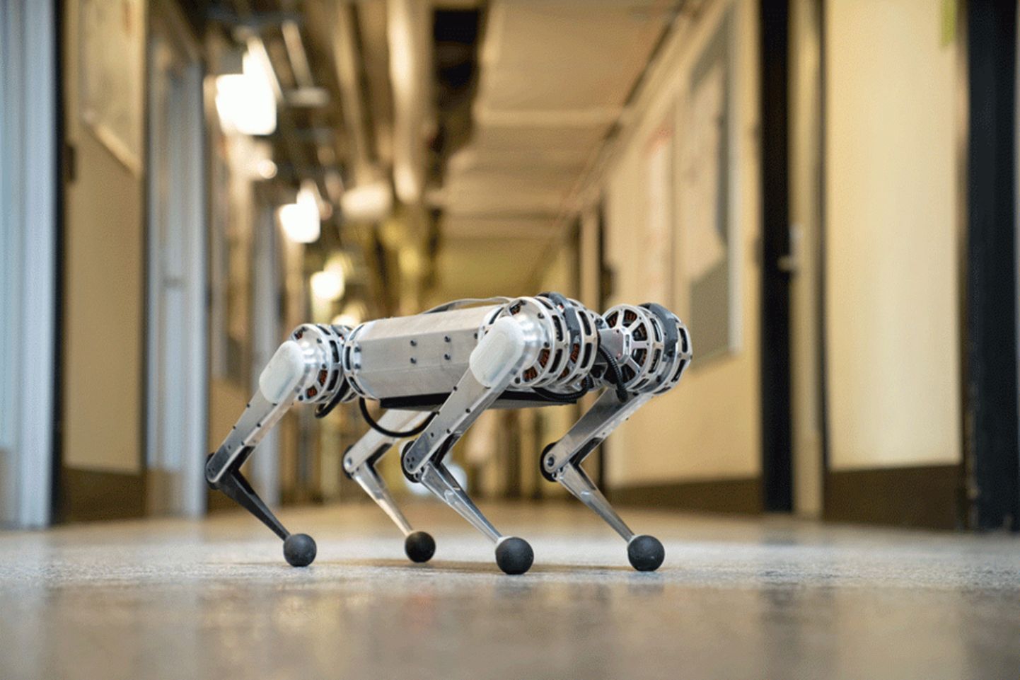 Mini Cheetah - uus roboti jooksukiiruse rekordiomanik.