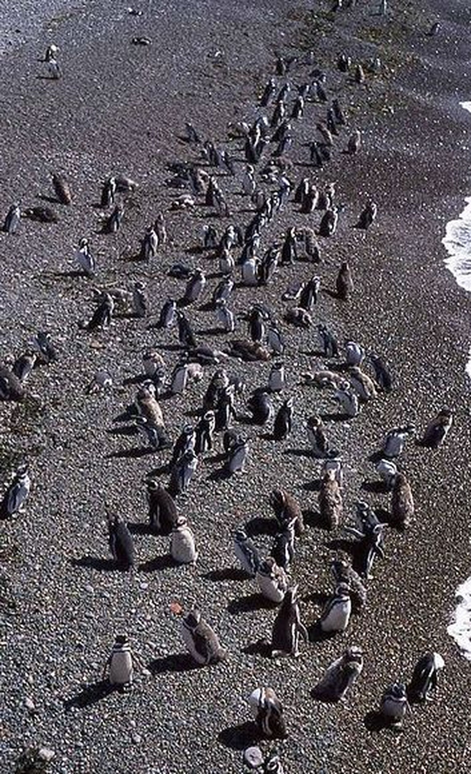 Brasiilia rannikult leiti sadu surnud pingviine