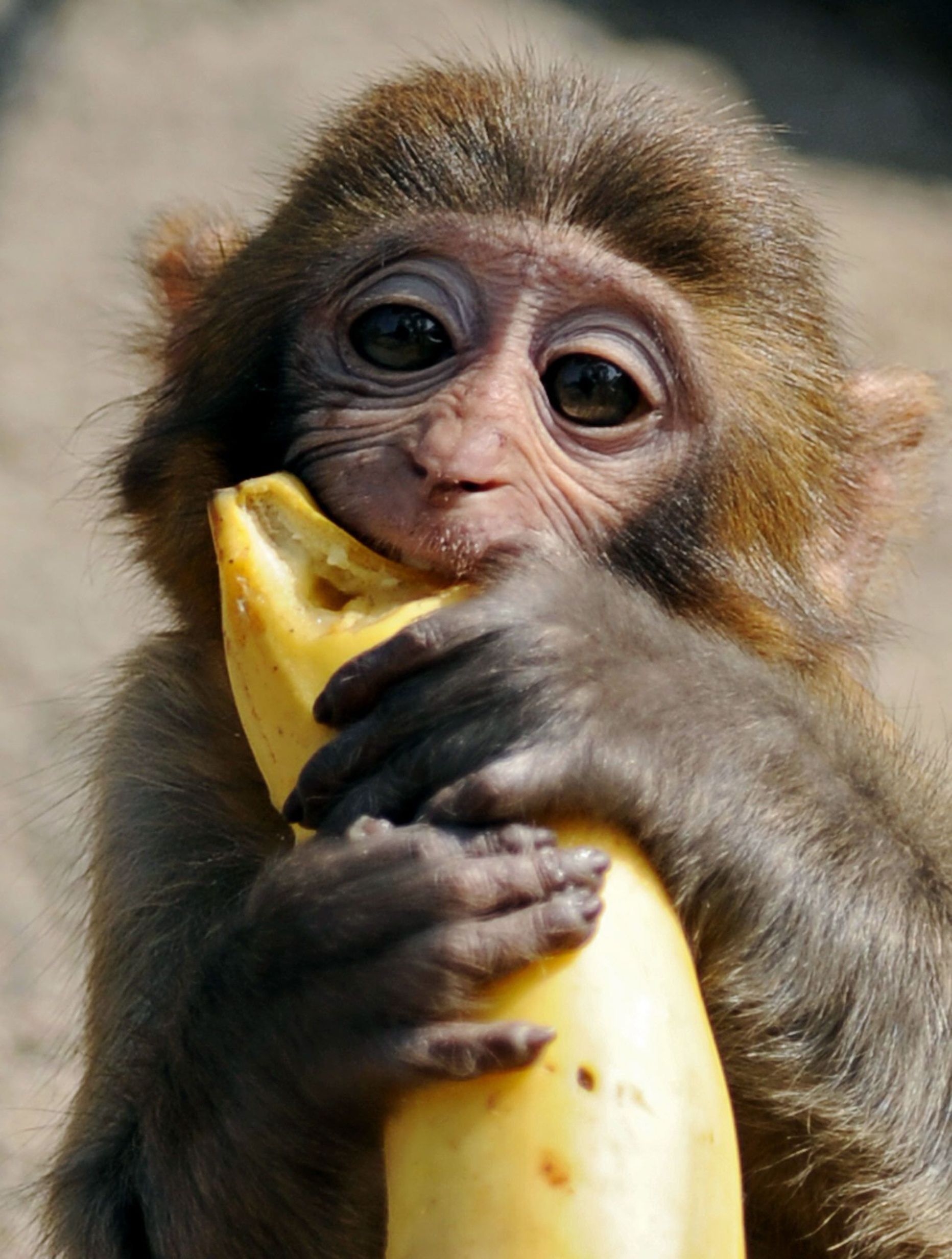 Banaanikoorte söömine ei oleks kasulik mitte üksnes ahvidele, vaid ka inimestele.