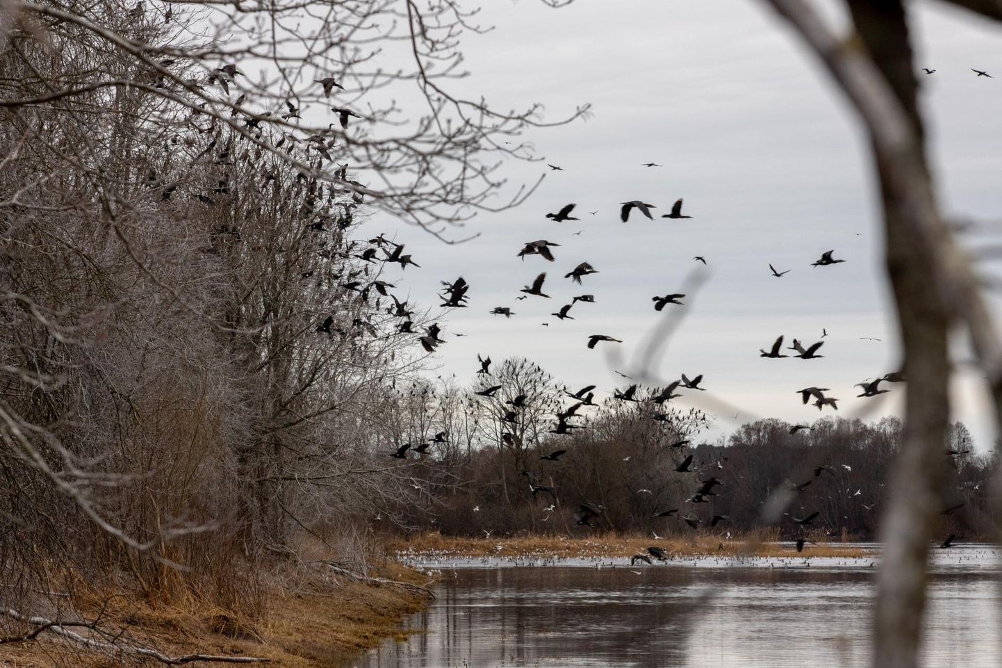 Pärnu jõe äärde elama asunud kormoranikoloonia hävitab suurel hulgal noorkalu.