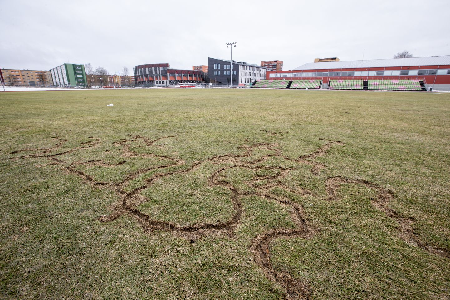Так выглядит "художественное произведение" мышей-полевок, которое они оставили на газоне Йыхвиского стадиона.