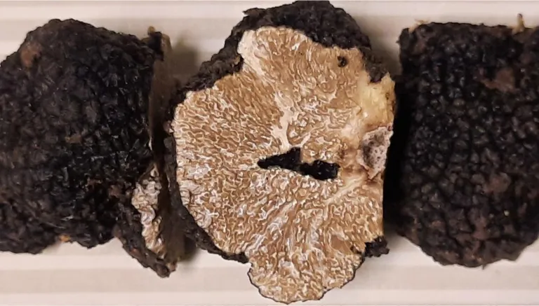 Летний или бургундский трюфель (Tuber aestivum sin. Tuber uncinatum)