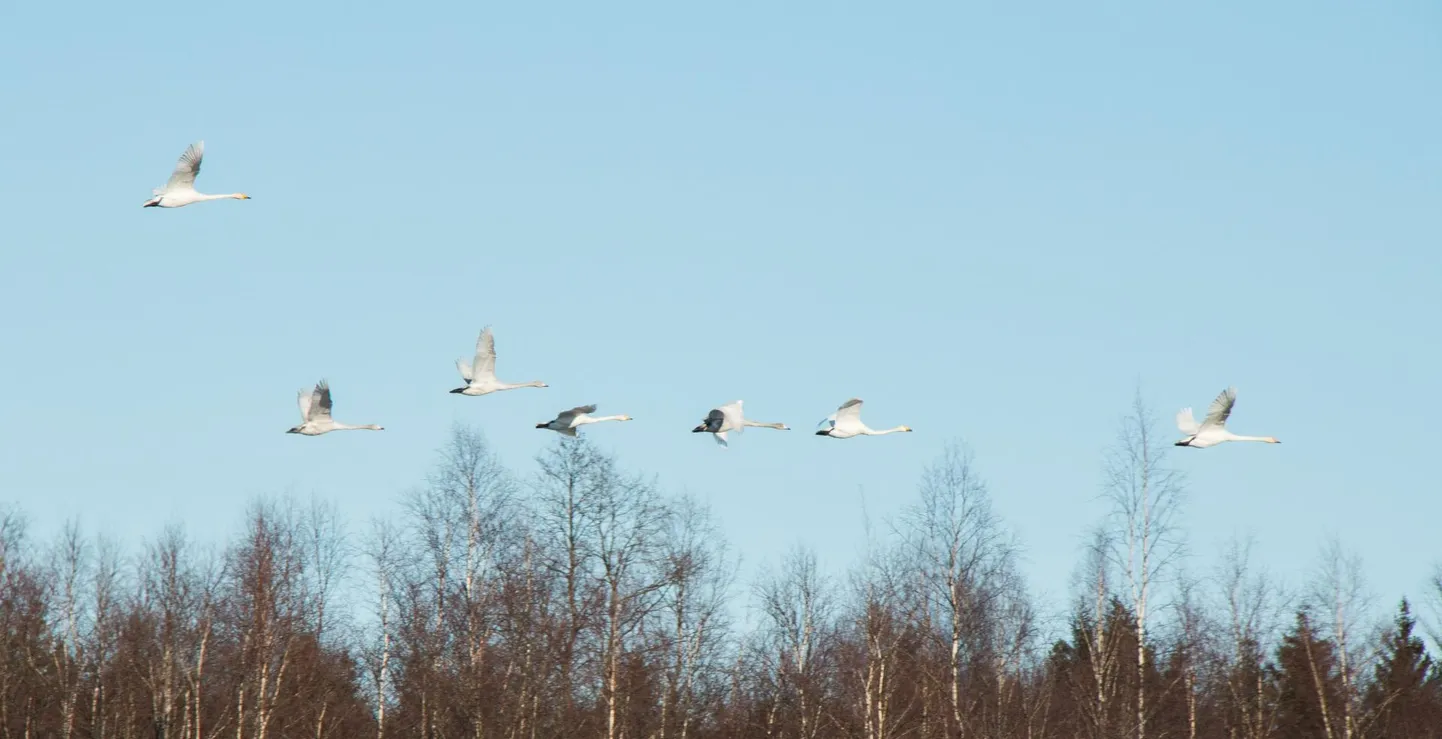 Eestis alustati talilinnuloendusega 1987. aastal.