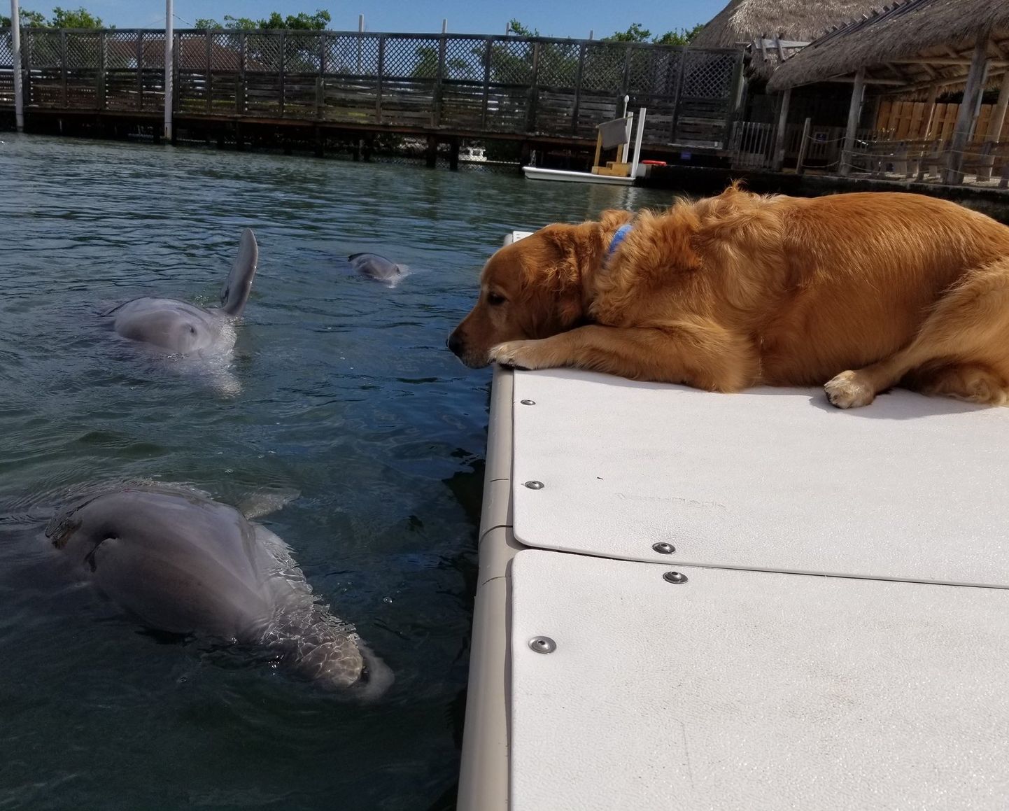 suns un delfīns