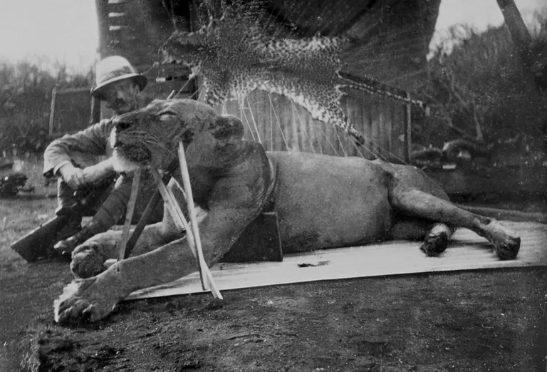Esimene kahest Tsavo inimsööja lõvist, kelle pildistas kolonelleitnant Patterson.
