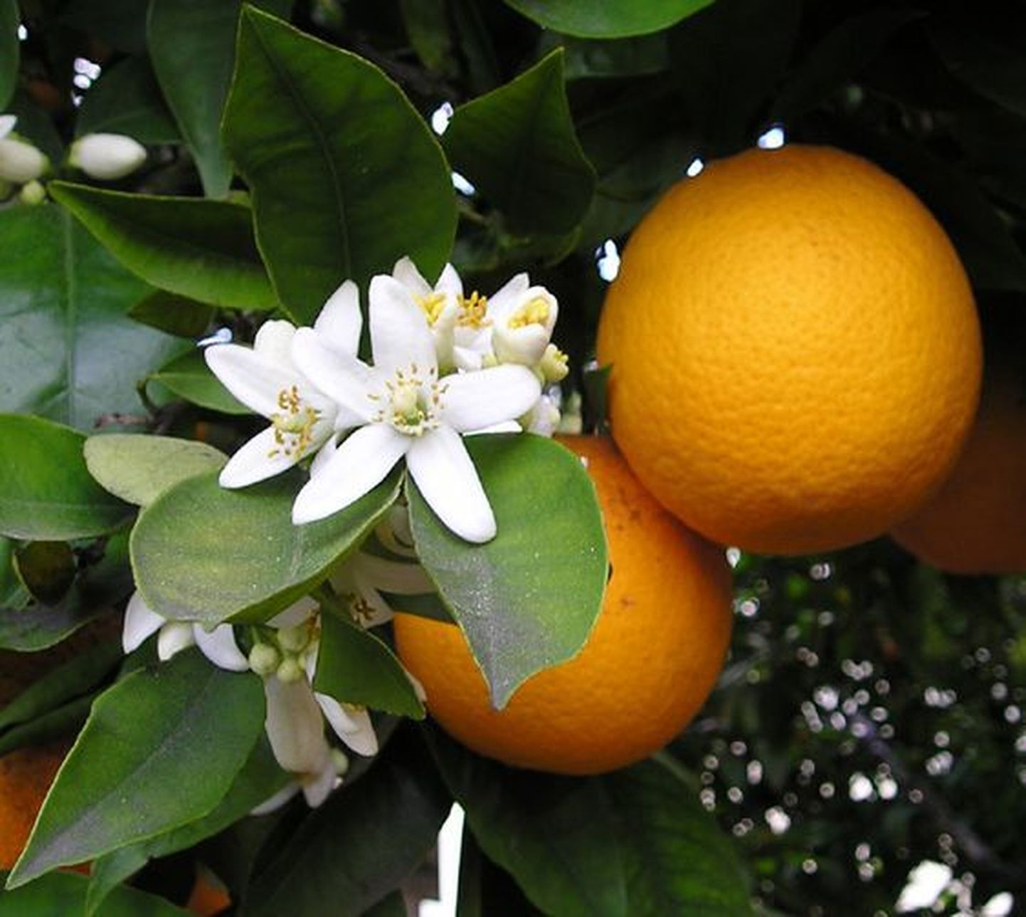 Apelsin (Citrus sinensis)