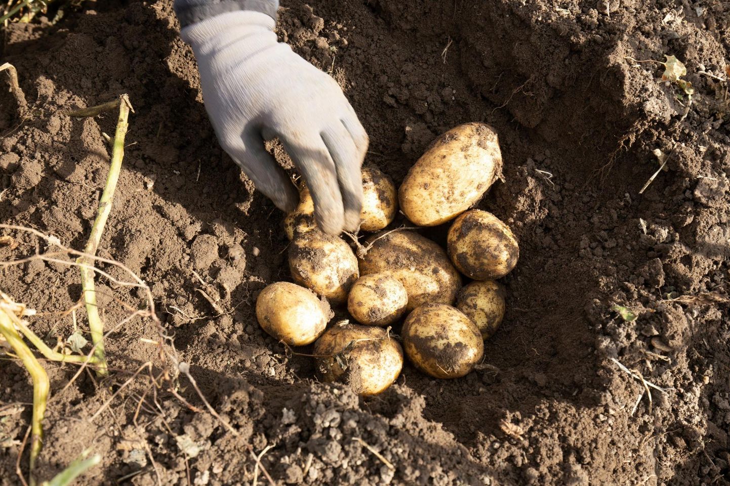 Kui üldiselt läks põllu- ja aiakultuuridel eelmisel aastal nigelasti, siis kartuli saagikus suurenes ja seda kokkuvõttes suisa üheksa protsenti.