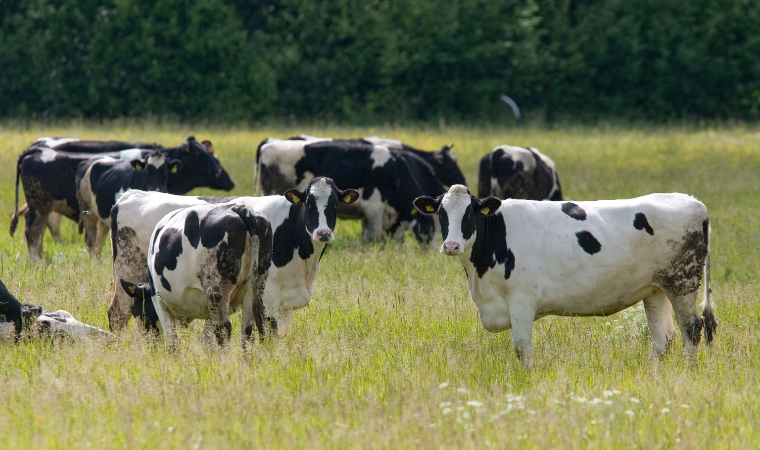 Võrreldes 2014. aasta suvega, mil kehtestati Venemaa impordikeeld kõikidele Euroopa Liidu toiduainetele, on lehmade arv Eestis vähenenud 9000 võrra.