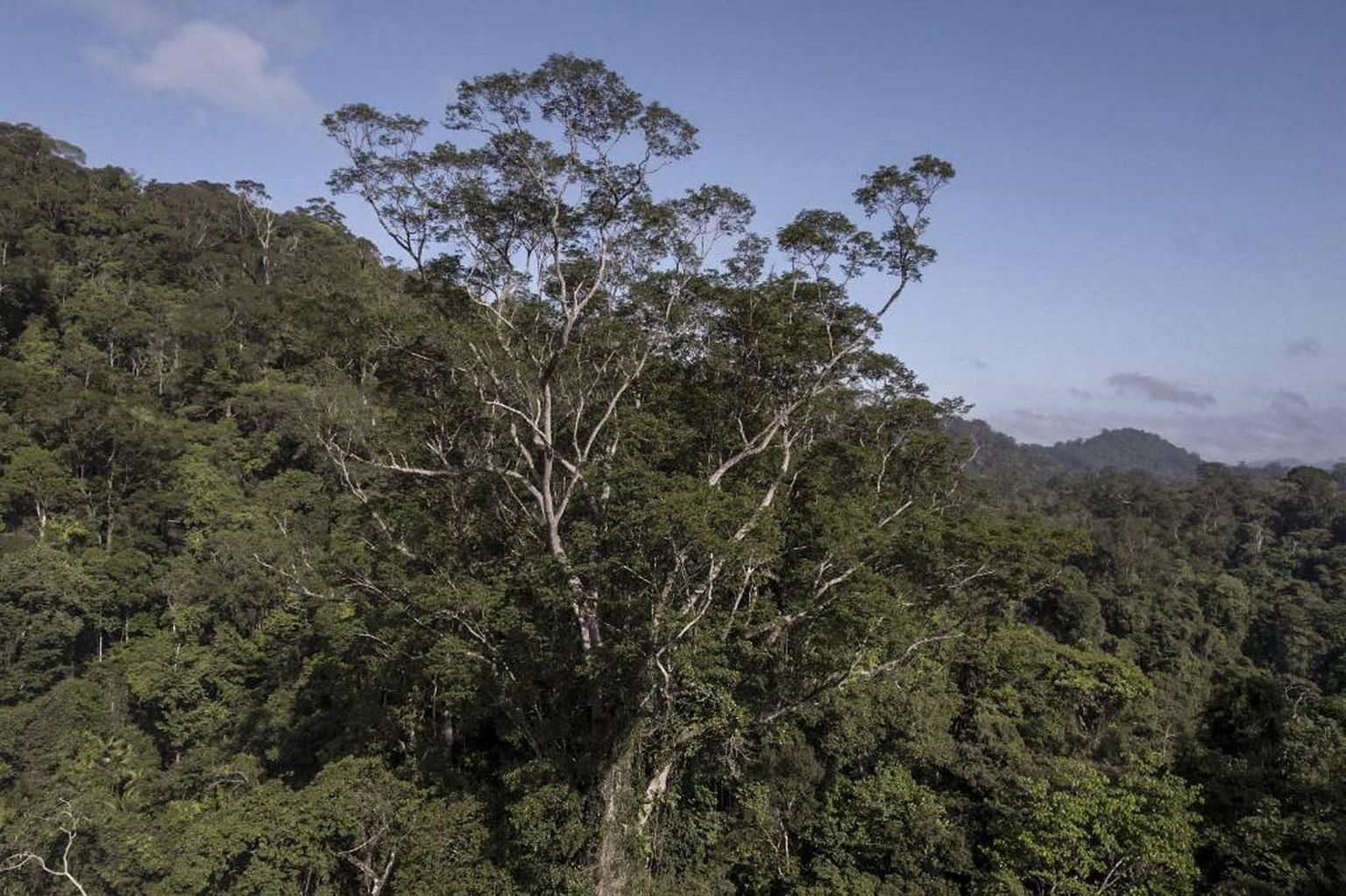 Sel 17. septembril tehtud Imazoni edastatud fotol on näha angelim vermelho puu (Dinizia excelsa ducke), mis kõrgub 88,5 meetri kõrgusel Amazonase vihmametsa kohal.