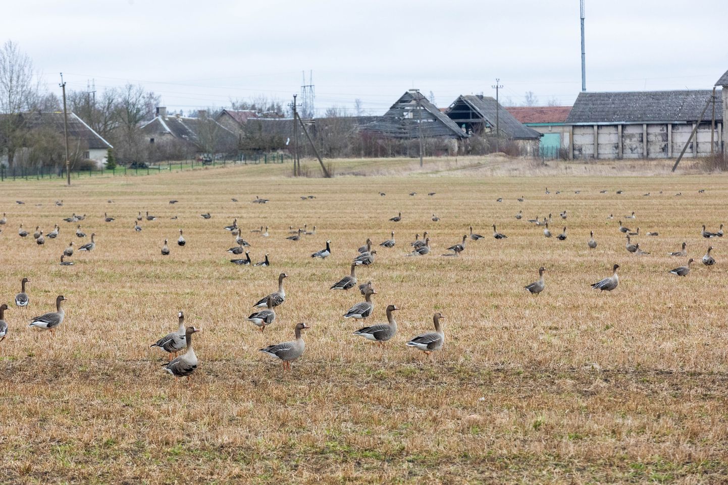 Lindude rännet aprilli jahedus suurt ei sega.