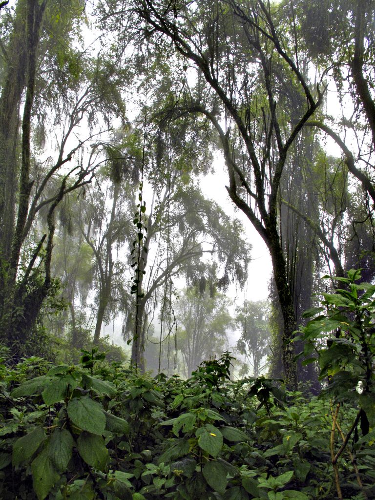 Kesk-Aafrika vihmamets