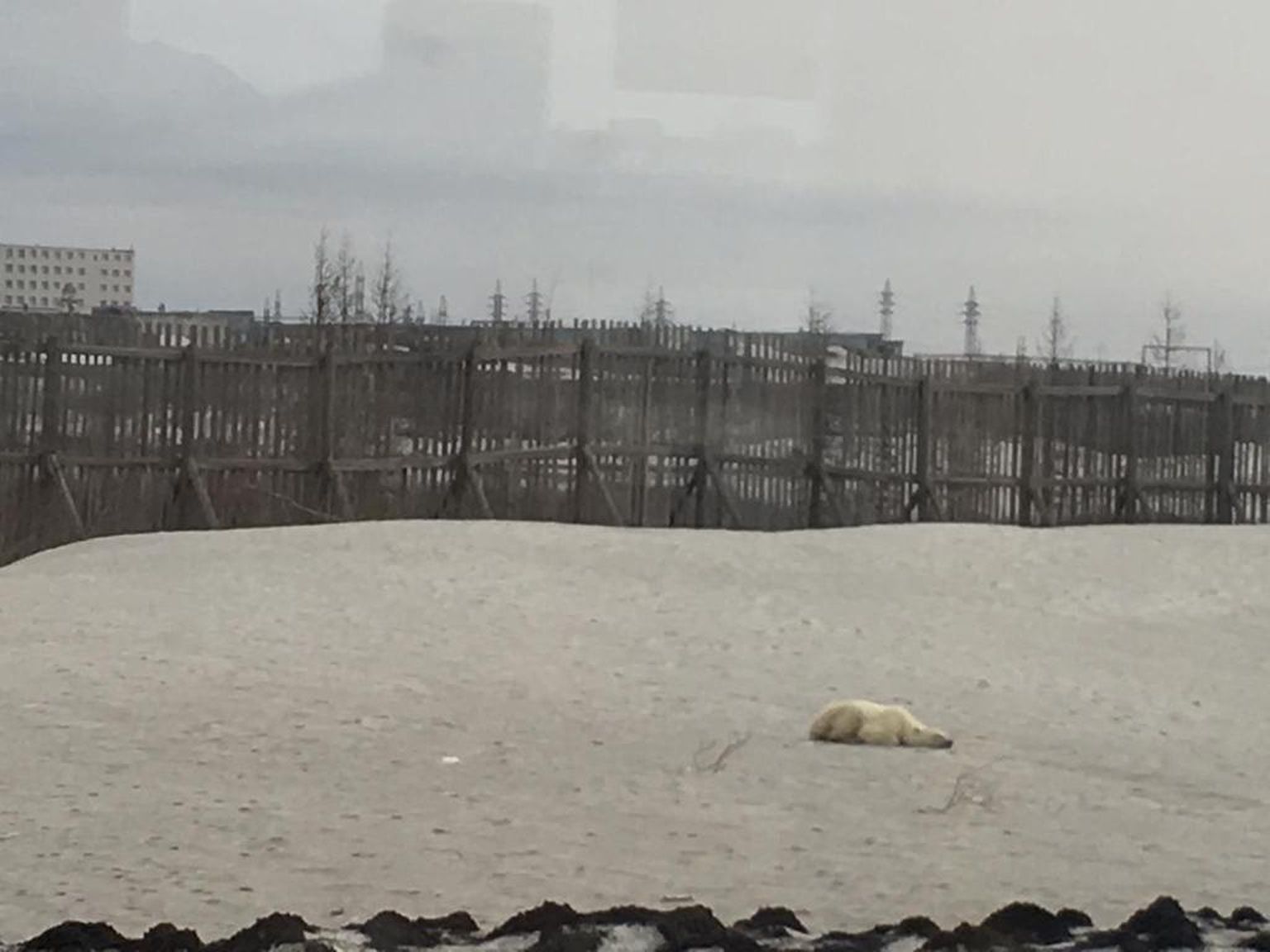 Белый медведь в Норильске.