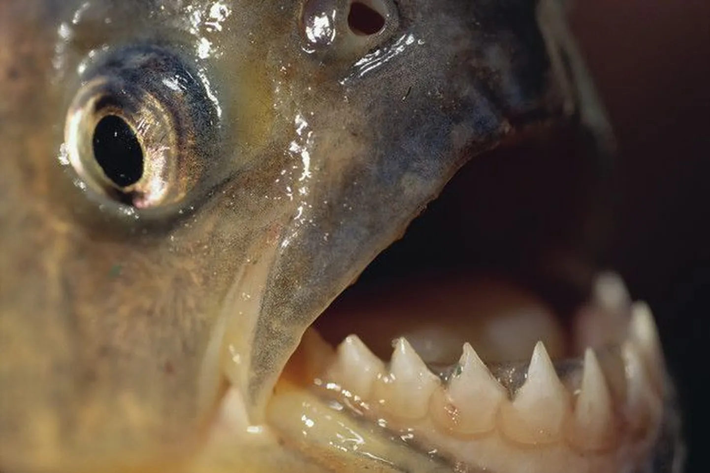 Piraaja hammustus võib olla tõsine.