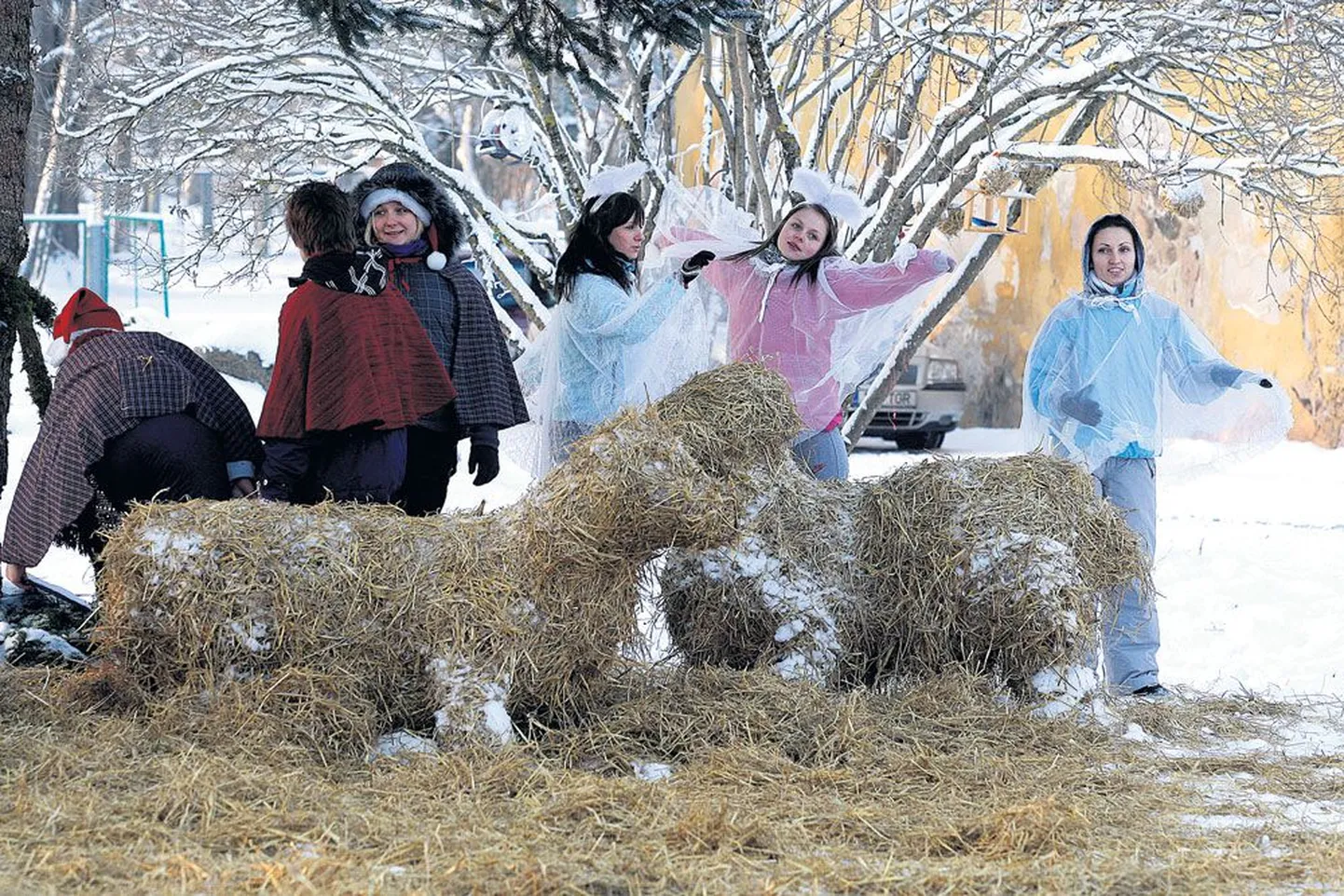 Kaagvere erikooli jõulupeol eile oli kõik, nagu olema peab: õpilased olid õue suure kuuse alla meisterdanud põhuloomad, mille vahel etendus jõululugu. Sellele pildile jäid jõululoos karjaseid ja ingleid kehastanud tüdrukud.
