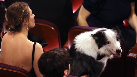 ВИДЕО ⟩ Хлопающая собака покорила зрителей «Оскара»