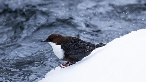 Külma võim koondas linnud vähestele lahtistele jõelõikudele