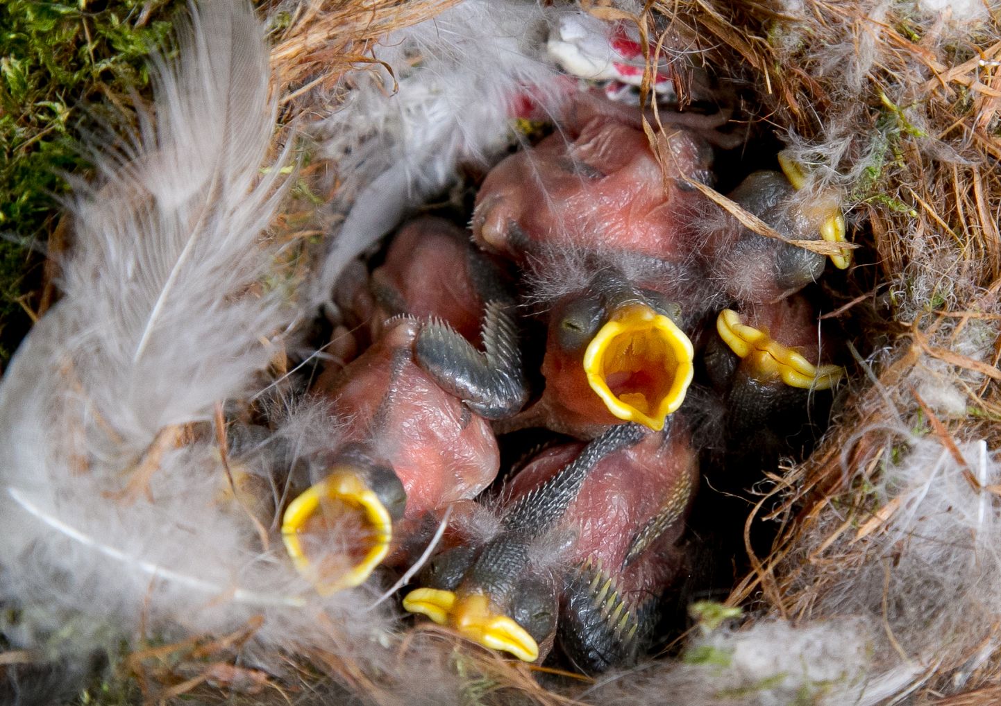 Гнездо с птенцами. Иллюстративное фото.