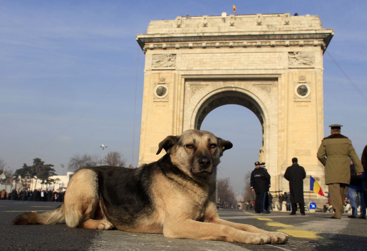 Hulkuv koer Bukaresti triumfikaare ees.