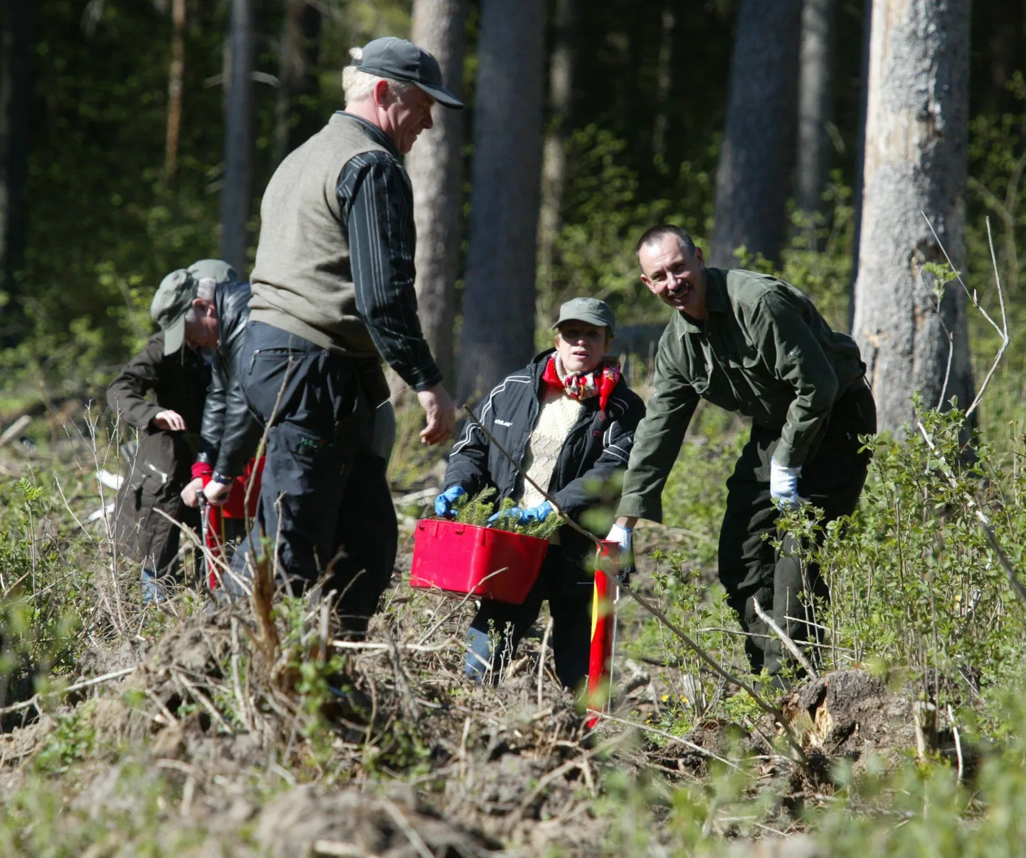 RMK kutsub vabatahtlikke metsa istutama.