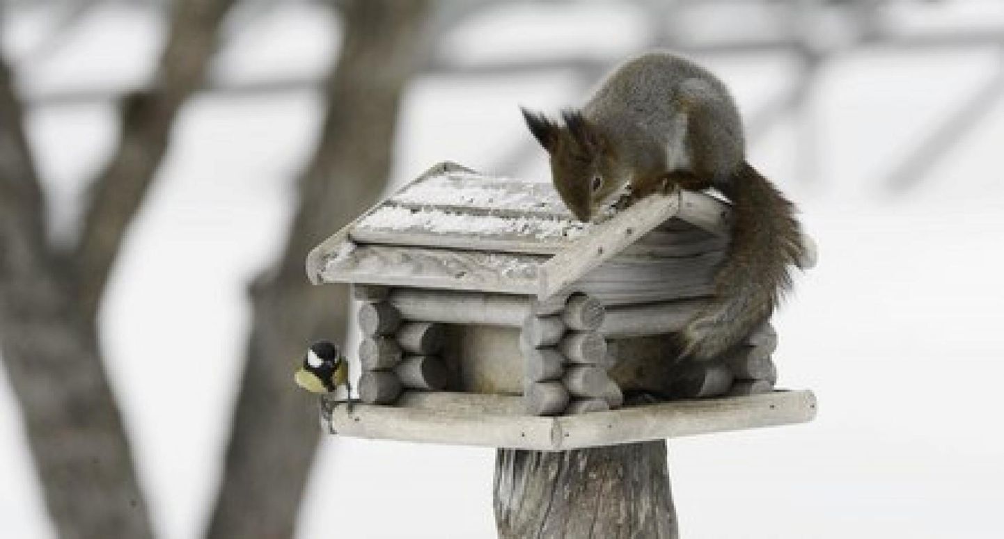 Söögimaja meelitab lisaks lindudele kohale ka kasse, oravaid, nugiseid ja pisikesi linde jahtivaid kulle.
