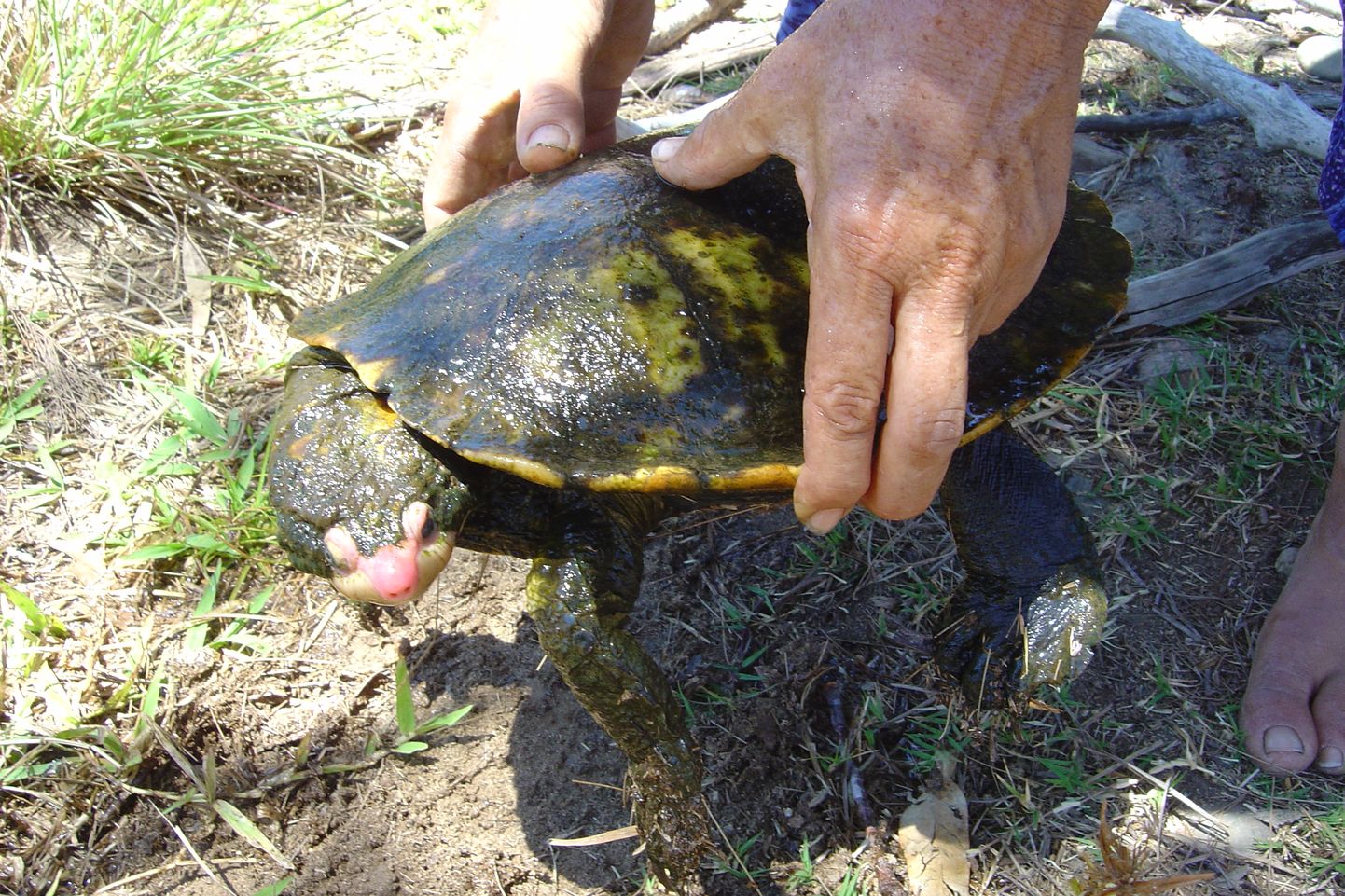 Irwini kilpkonna avastasid 1990. aastatel loodusmees Steve Irwin ja tema isa Bob Burdekini jõest.