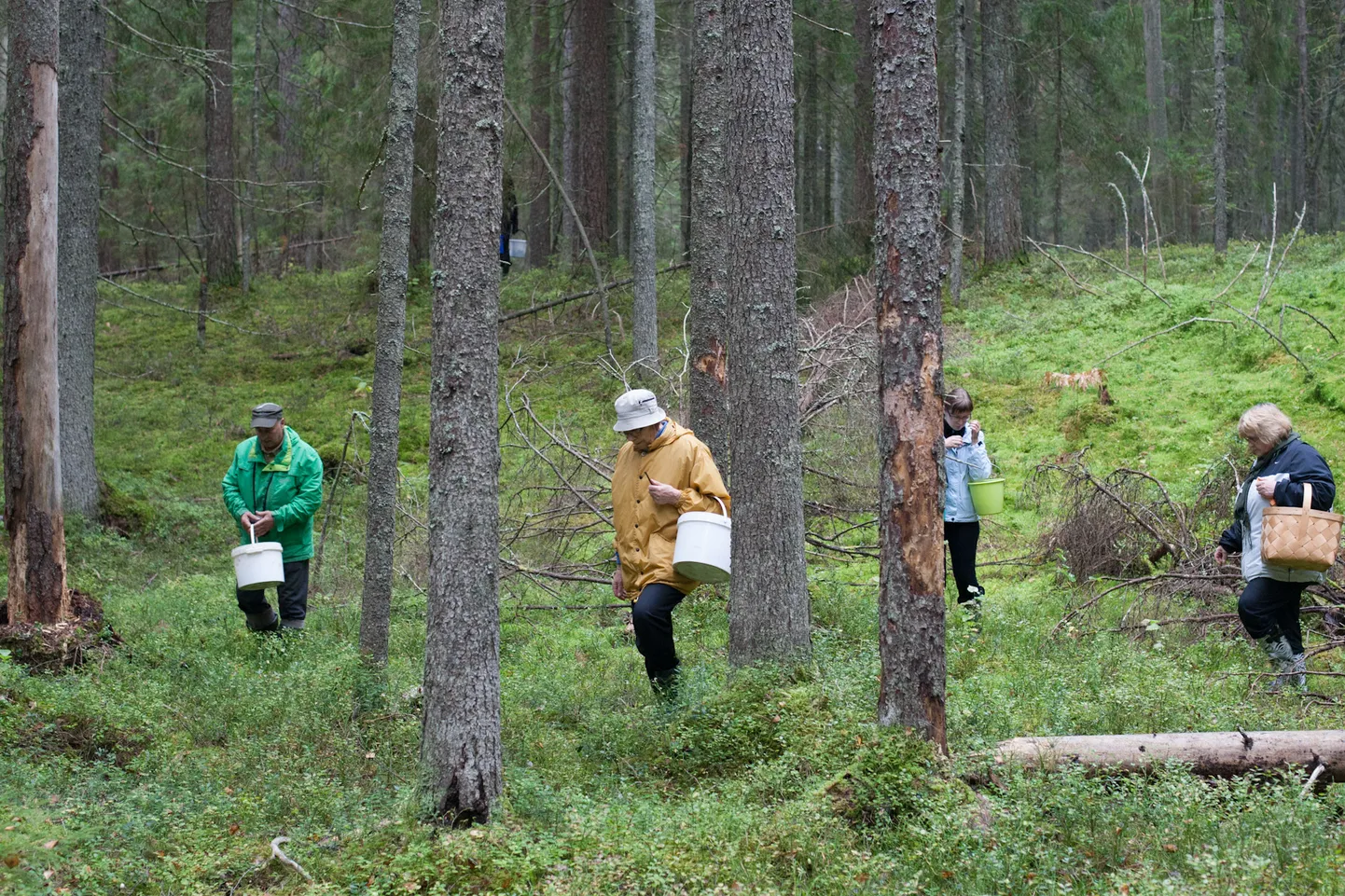 К грибам следует относиться с максимальной осторожностью: если во время сбора хоть на мгновение возникнет подозрение, что гриб несъедобный, следует оставить его в лесу.