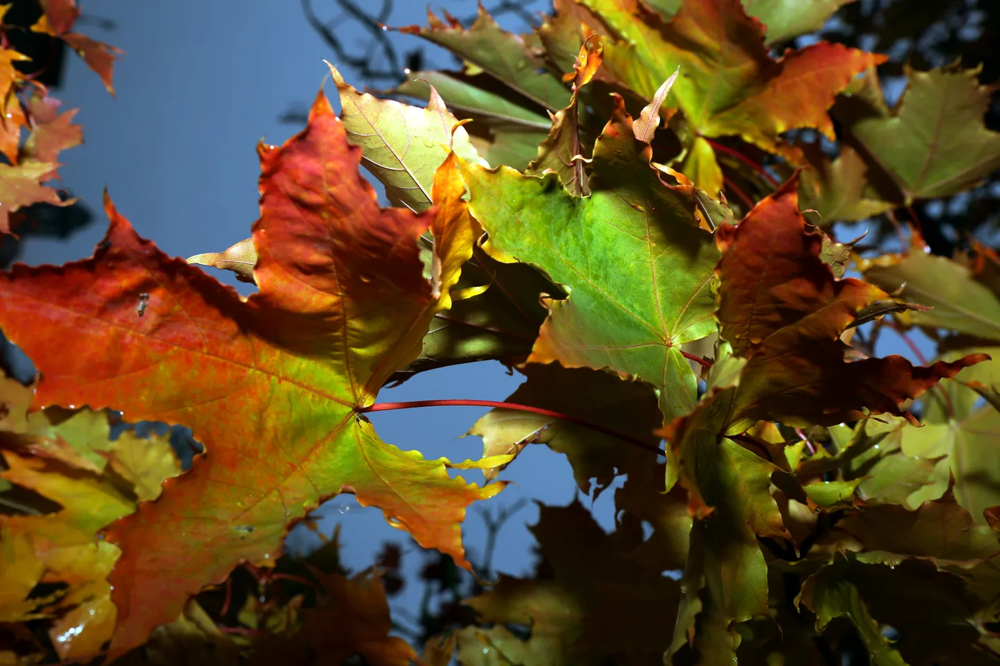Rudens lapas