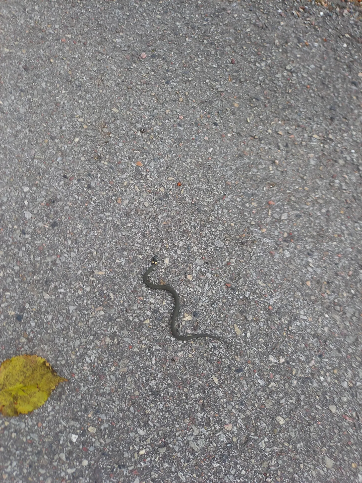 Valgas võis 14. septembril näha väikest nastikut, kes keskraamatukogu lähedal parasjagu üle kõnnitee suundus.