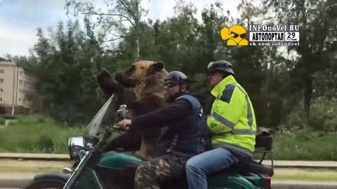 Вот это да! Медведь едет на мотоцикле в центре Архангельска (видео) 