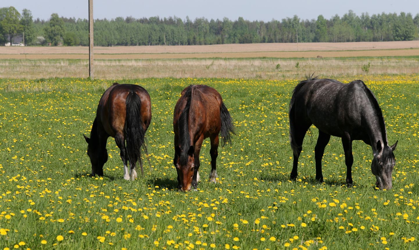 Hobusegripi ennetamiseks tuleb loomi vaktsineerida. Hobused peavad nõuete kohaselt olema vaktsineeritud kord aastas, võistlustel osalevad hobused kaks korda aastas.