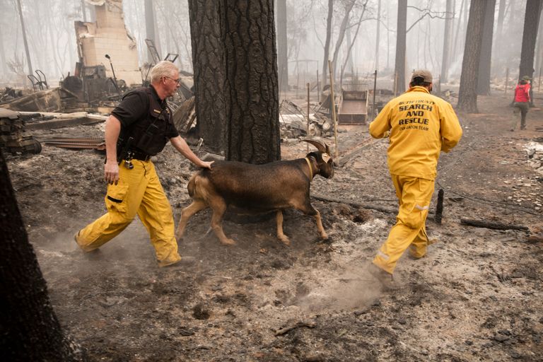 Loomade päästmine California põlengualalt