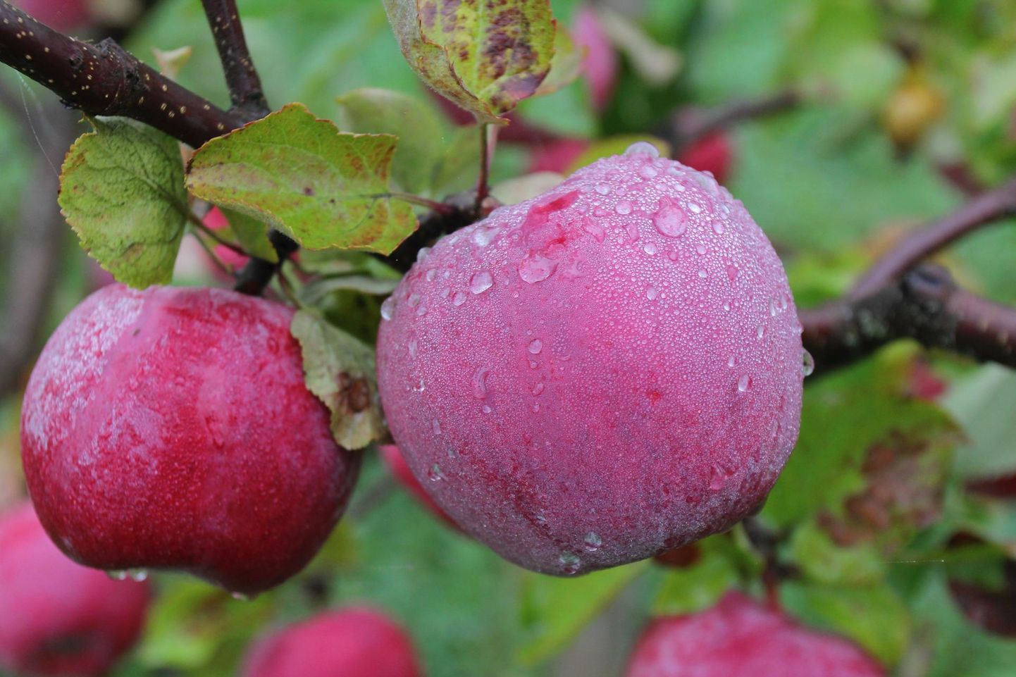 Seadusega pahuksisse läinu omastas Häädemeeste vallas õunamahla teoks vajaliku atribuutika.