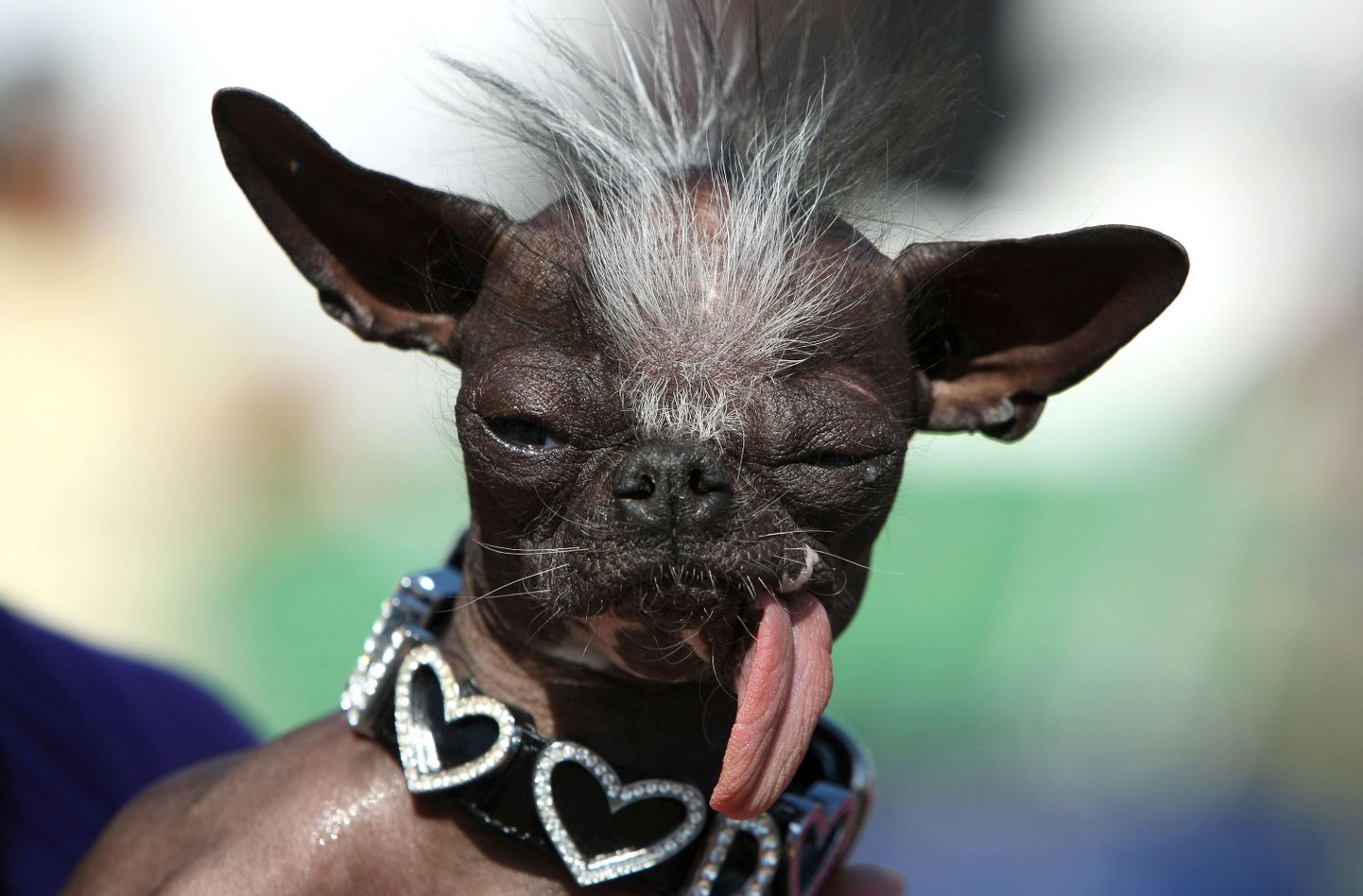 See chihuahua osales inetute koerte võistlusel Kalifornias.