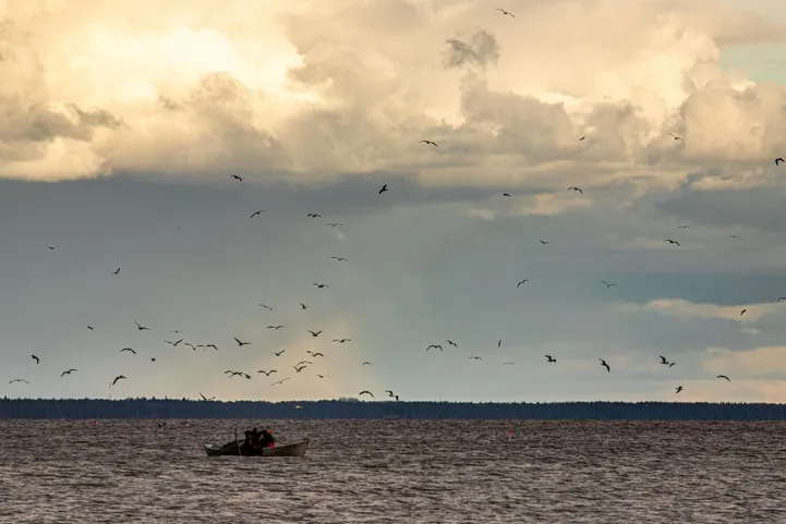 Pärnu kalasaagid on kokku kuivanud, kalurid süüdistavad sadama süvendamist