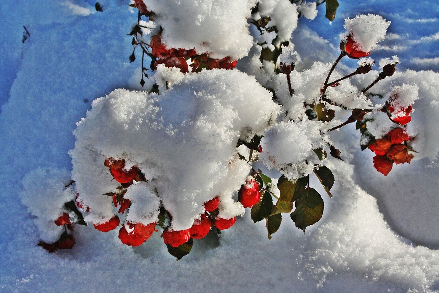 Kui õitsev roos jäi lume alla tagasi lõikamata kujul, võib lõigata veel detsembriski, aga selle töö võib jätta ka kevadeks.