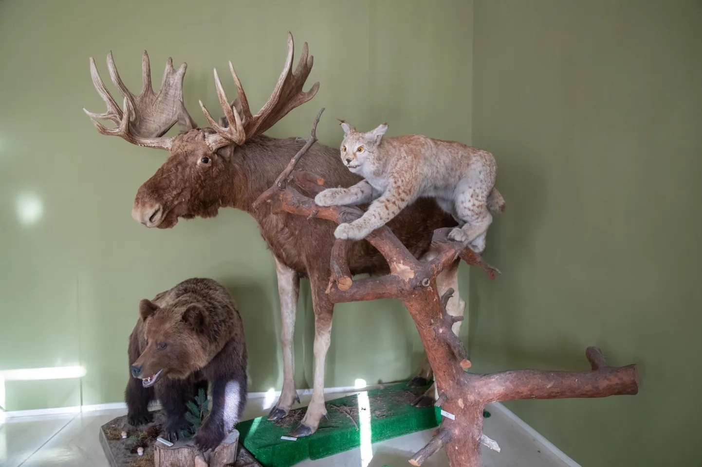 Viljandi muuseumis kohtab külastaja muuseumiööl karu, põtra ja ilvest.