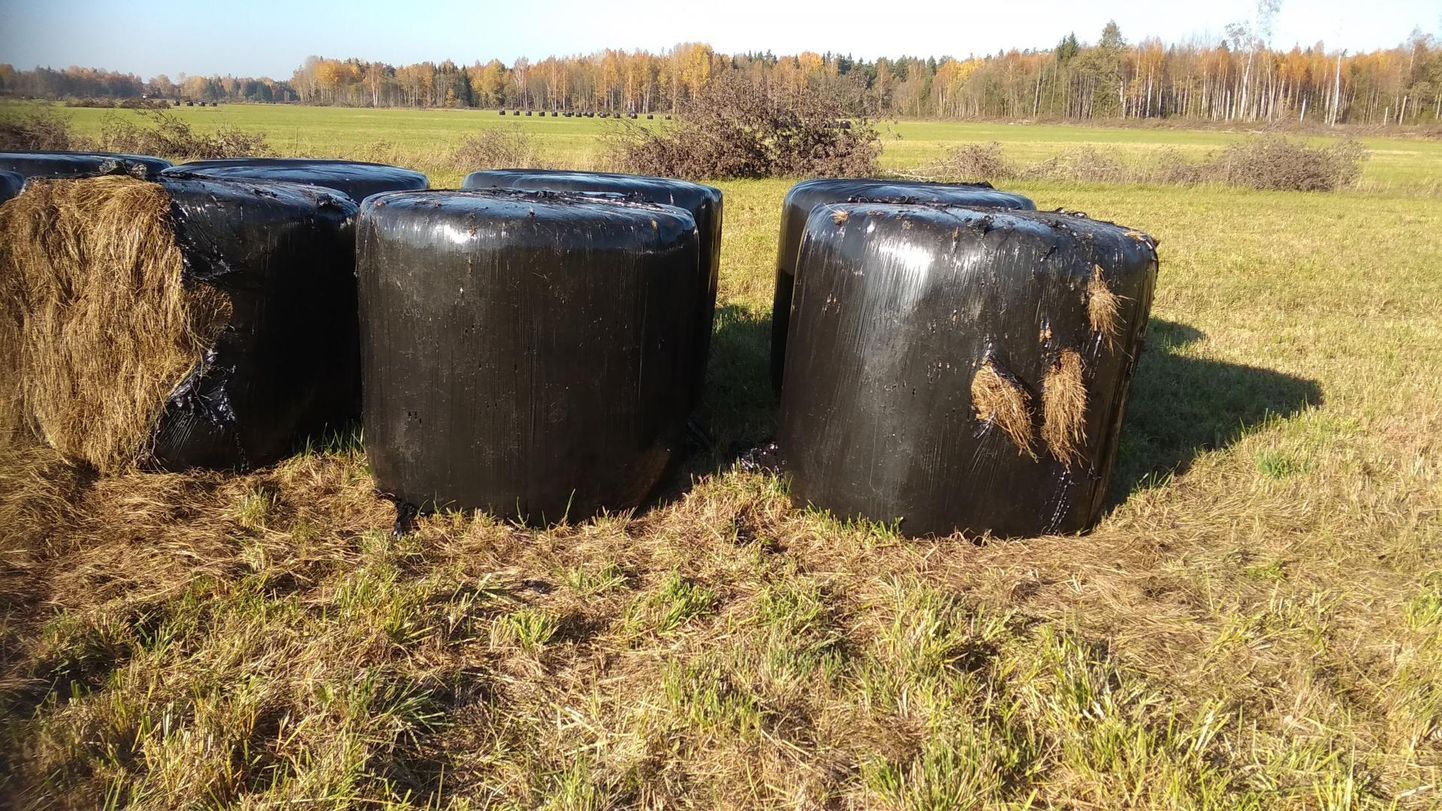 Põhja-Pärnumaa vallas Kullimaa külas rüüstas noor karu oktoobris 48 silorulli. Kokku on ümbruskonnas kahjustatud ligemale 250 silorulli.