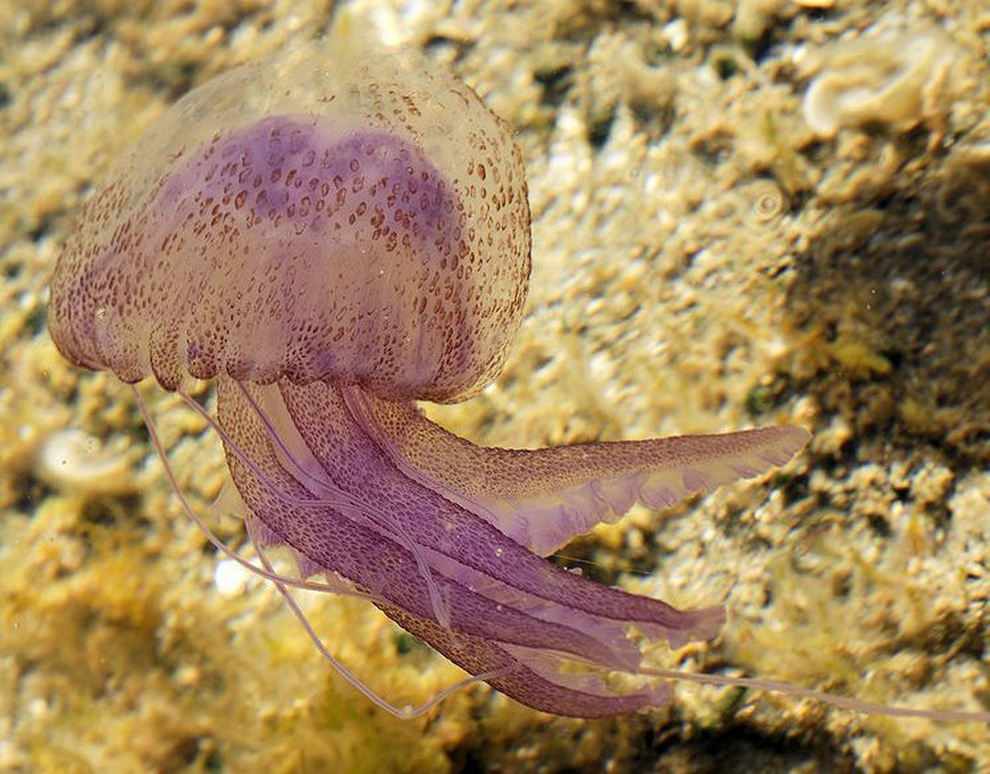 Hispaanias suleti meduusiohu tõttu randu. Fotol Pelagia noctiluca meduus