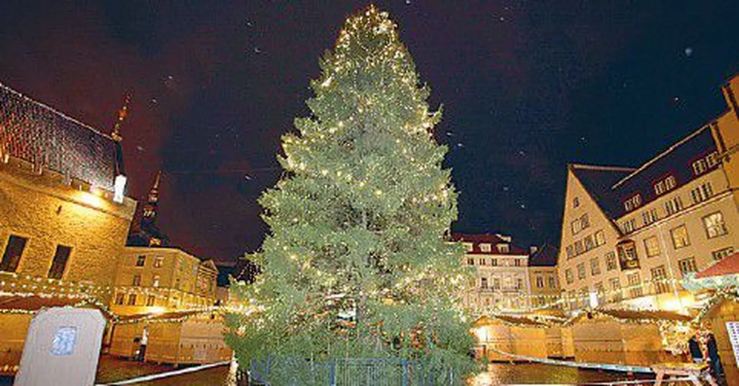 Рождественская ель на Ратушной площади Таллинна