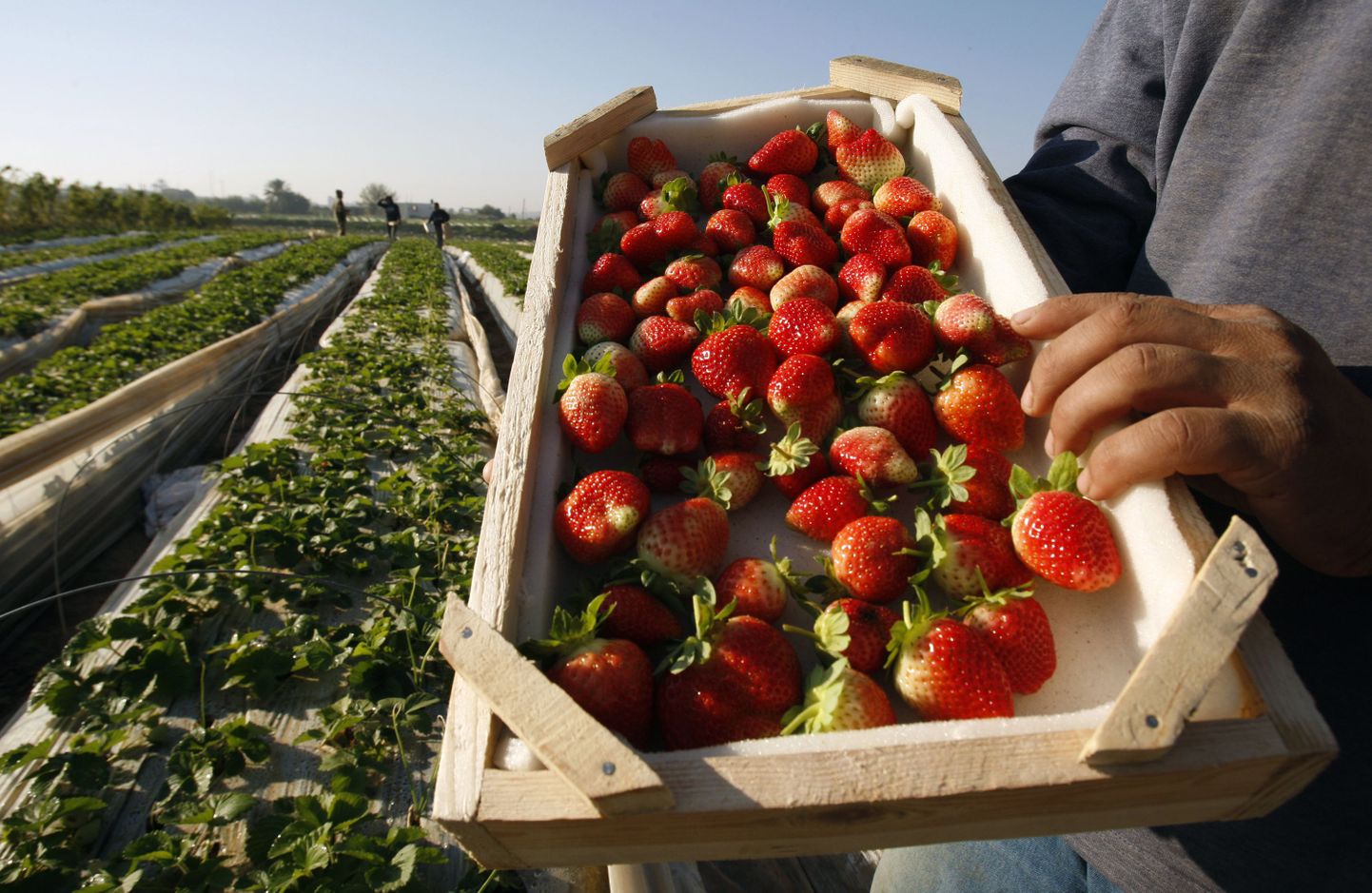 Värske maasikasaak Palestiinas
