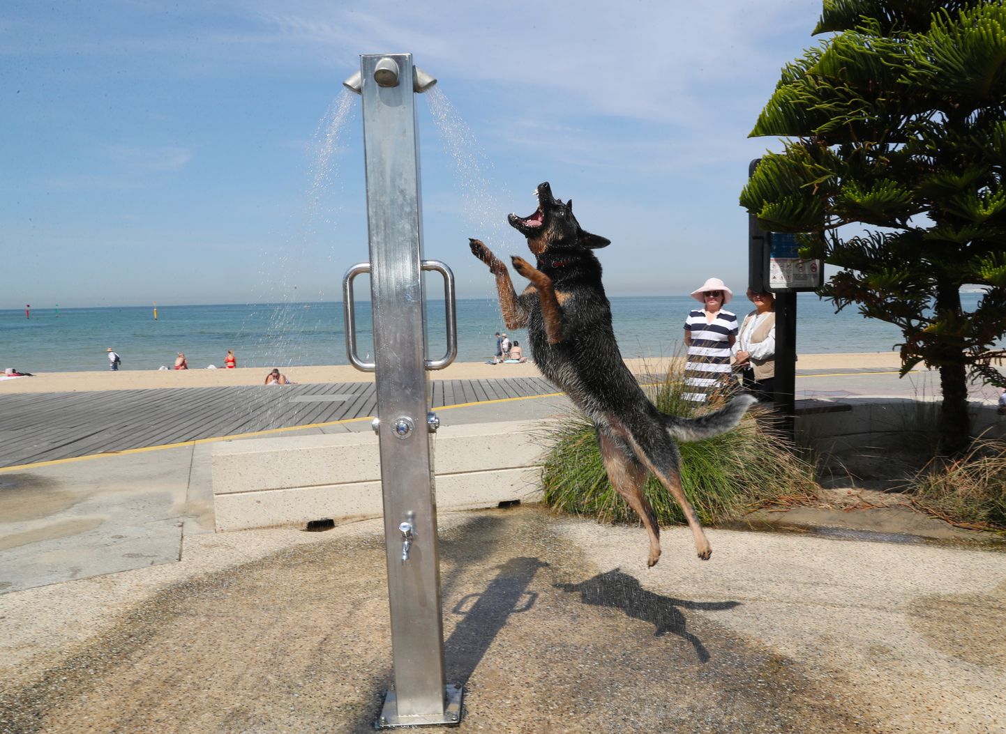 Austraalias on keskmine temperatuur kerkinud 40,9 kraadini. Pildil Victoria osariigi St Kilda rand, kus koer jahutab end dušši võttes