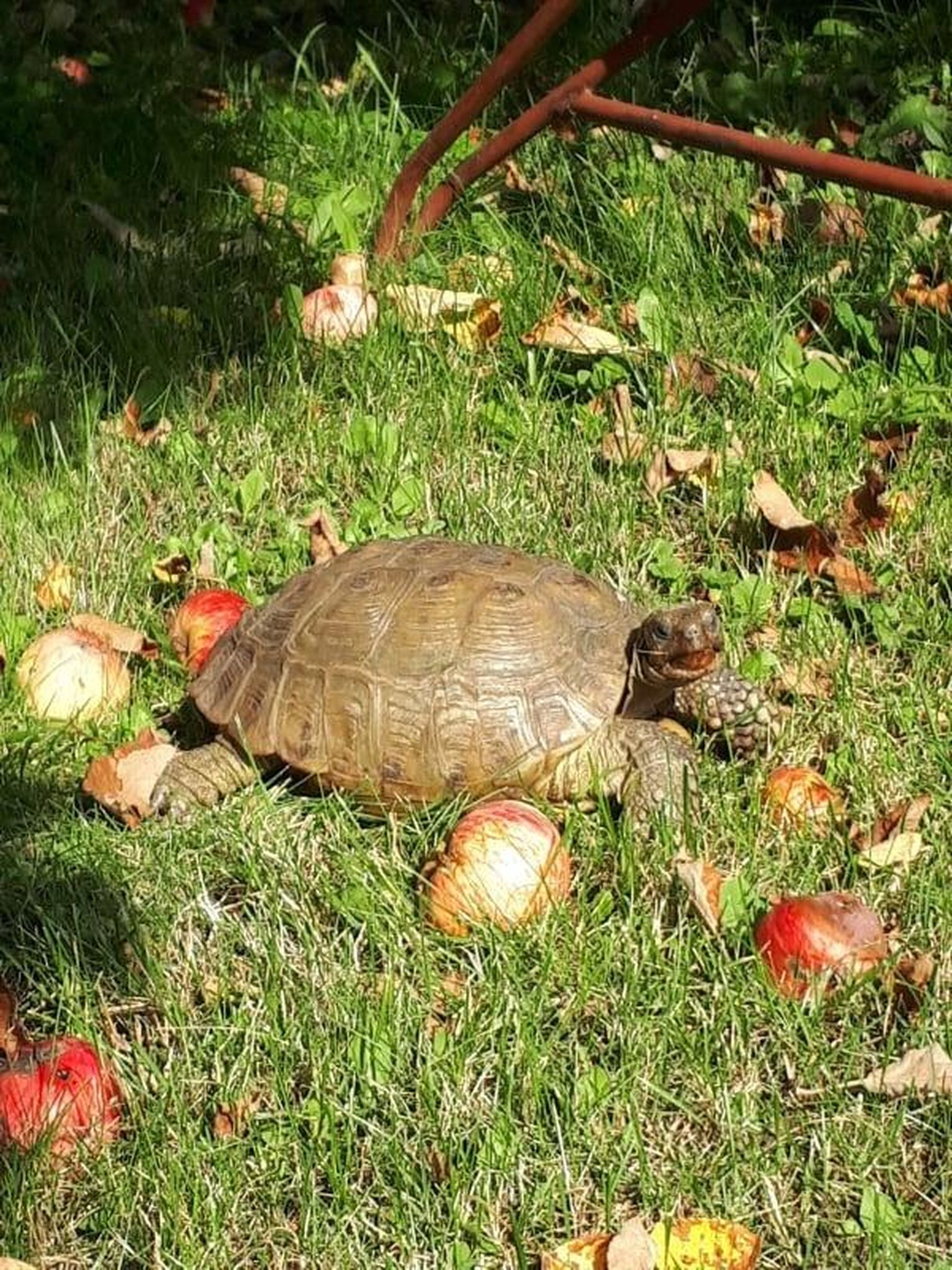 Minnes koduaeda õunu korjama, avastas Signe Kerge sealt kilpkonna, kes parajasti usinalt õuna nosis.