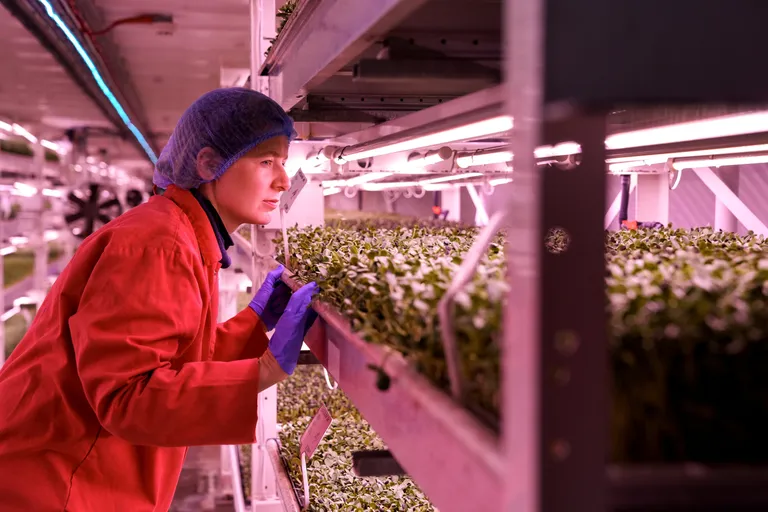 Zero Carbon Farmis kasvatatakse rohelist kohalikele restoranidele ja toidupoekettidele.