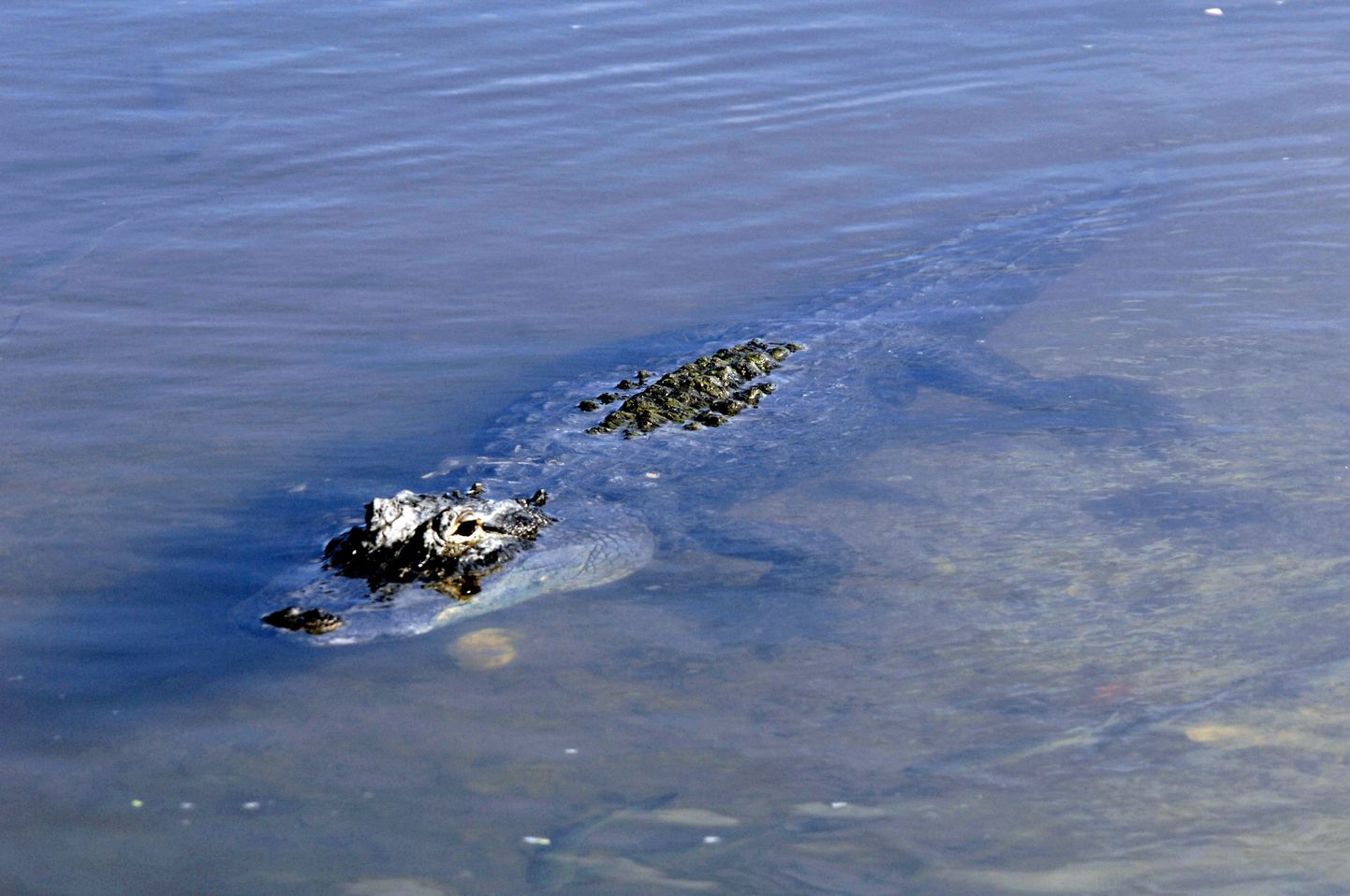 Pildil olev alligaator võib kergemalt hingata: Simon pole teda veel jälitama asunud.