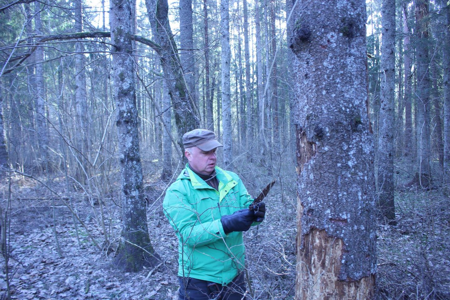 RMK Valgamaa metsaülem Risto Sepp näitab, mis seisus on Otepää kuivanud puud.