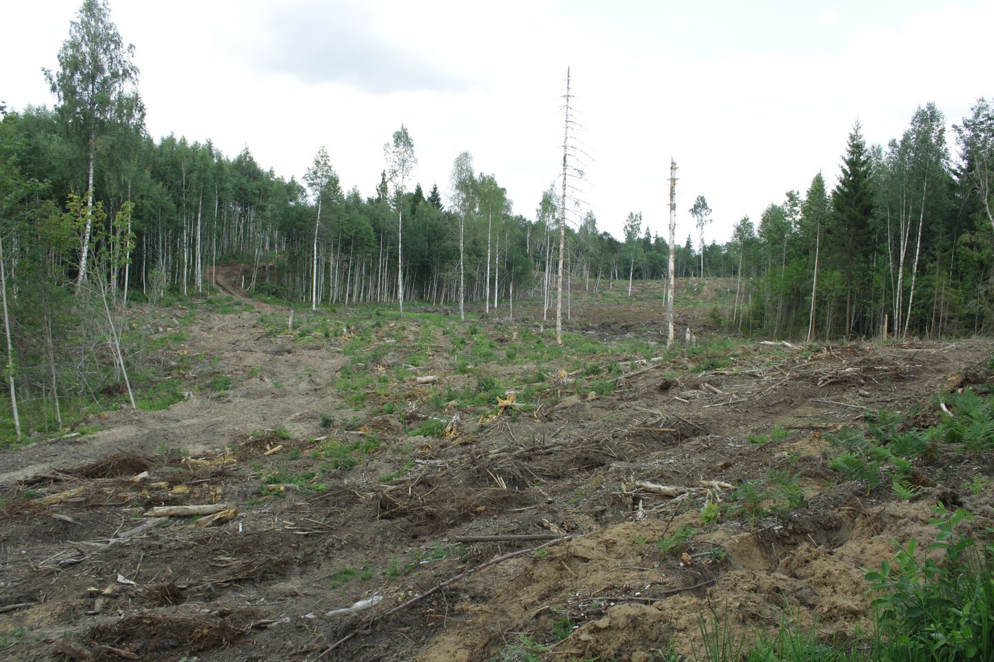 Keskkonnainspektsioon kontrollis eelmisel nädalal metsaraiet Tõrva vallas Kure kinnistul. Midagi taunimisväärset ei leitud.