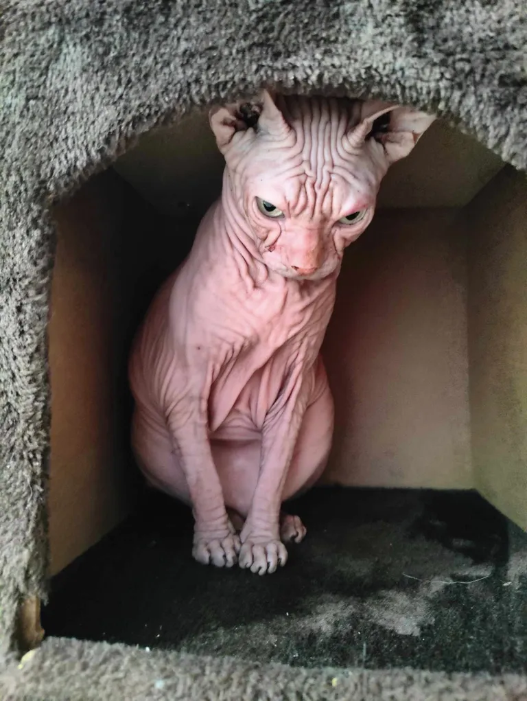 Loomakliinikus selgus, et Mollit vaevavad mitmed terviseprobleemid.